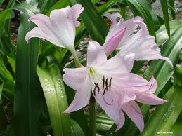 plantas
